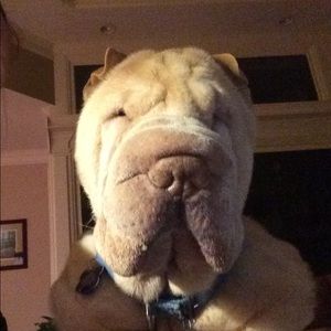 Meet Maxwell - Not for sale, priceless